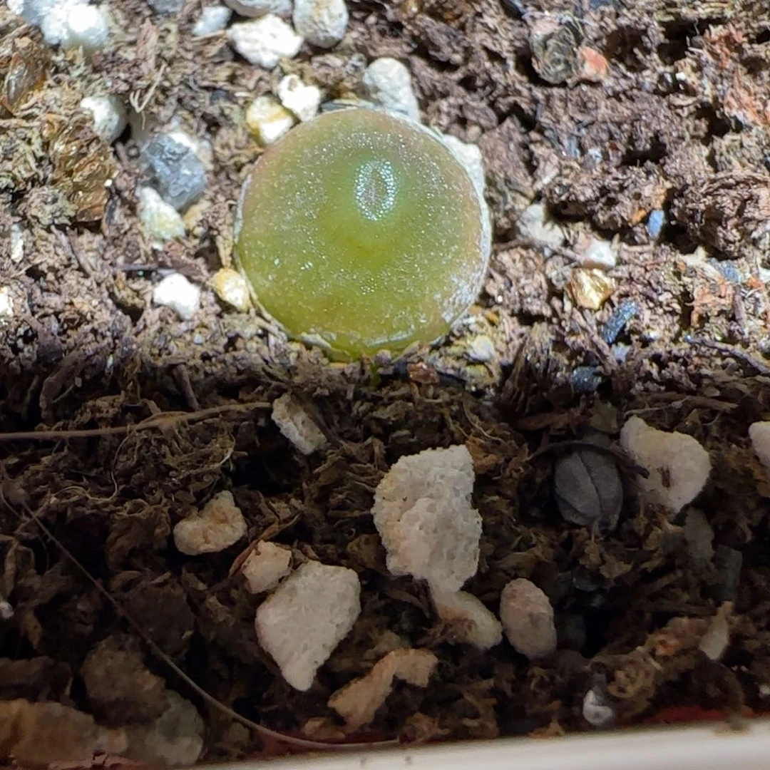 肉锥多肉植物组合-哈默723