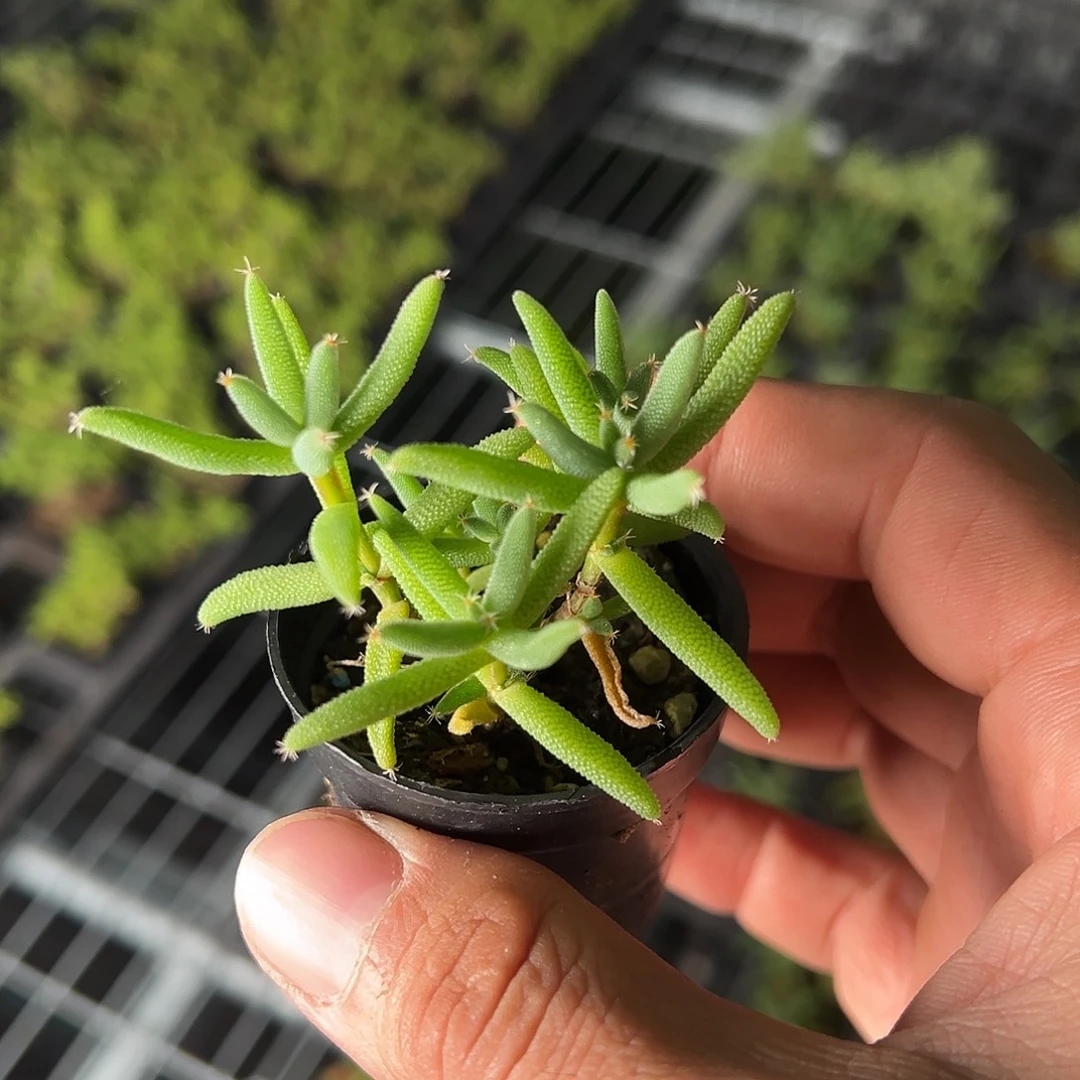 玉米55杯老桩福利