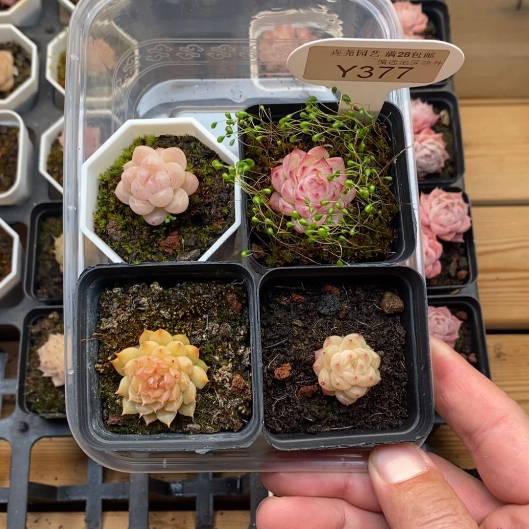 王*芬0377 麦秆4颗 2cm