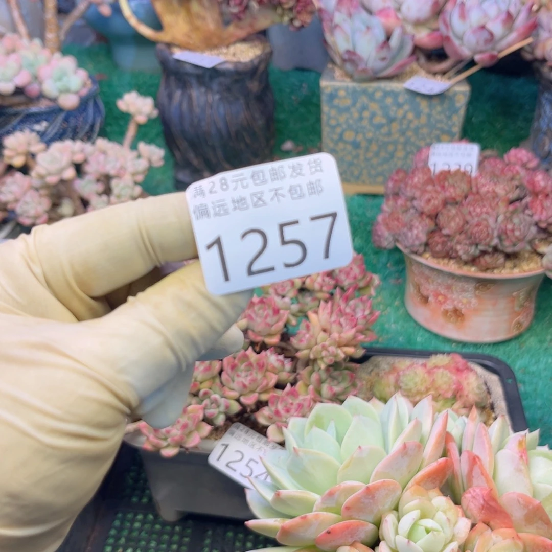 是***～大1257；b x b x h g h n n