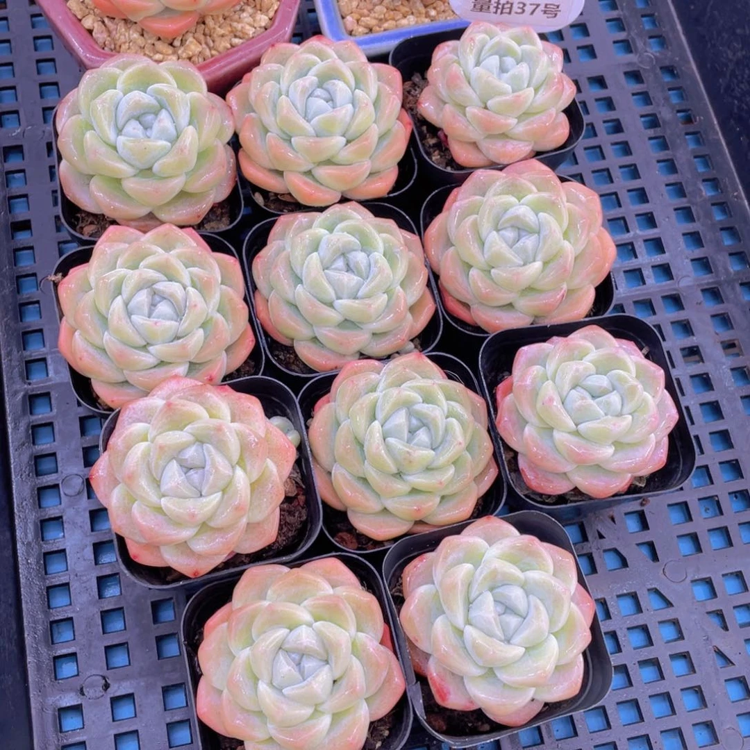 量拍37号奶油凝脂胖冰玉单头一个m