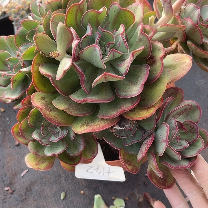 两单包邮，一物一拍142肥牛卷