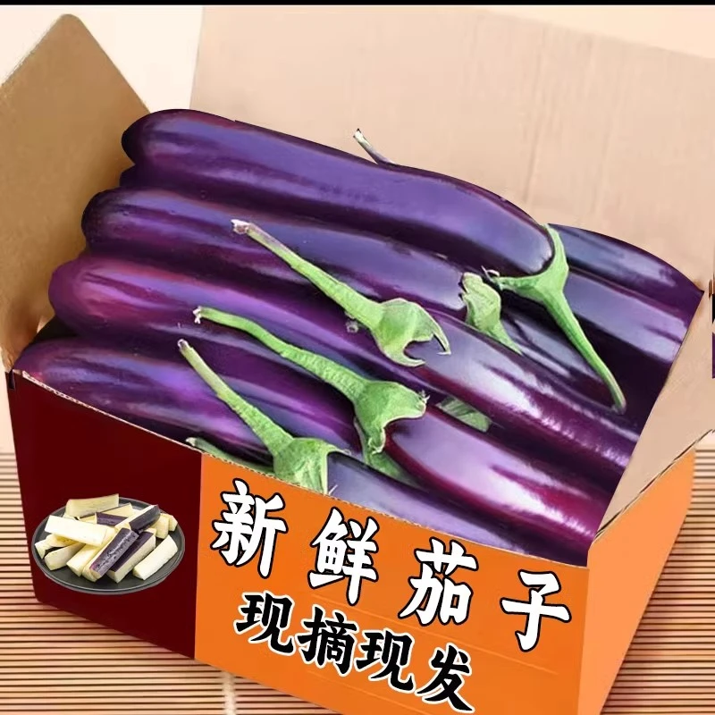 山东农家新鲜紫长茄子绿色蔬菜水果烧烤茄子现摘现发