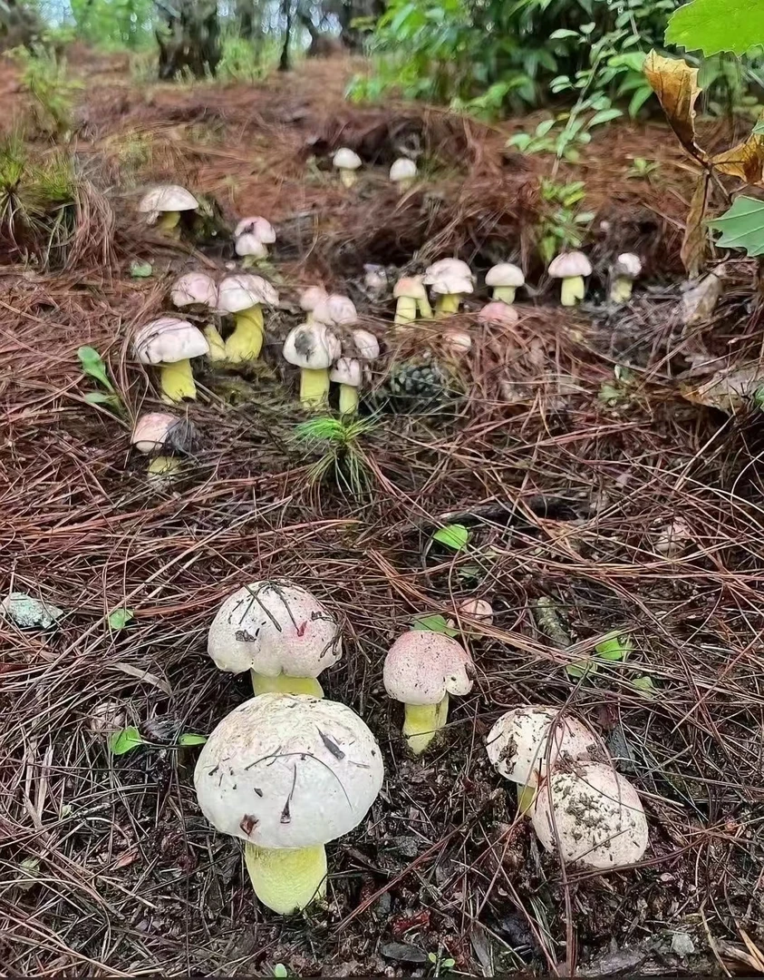 云南新鲜黄牛肝菌炖汤清甜营养美味包邮