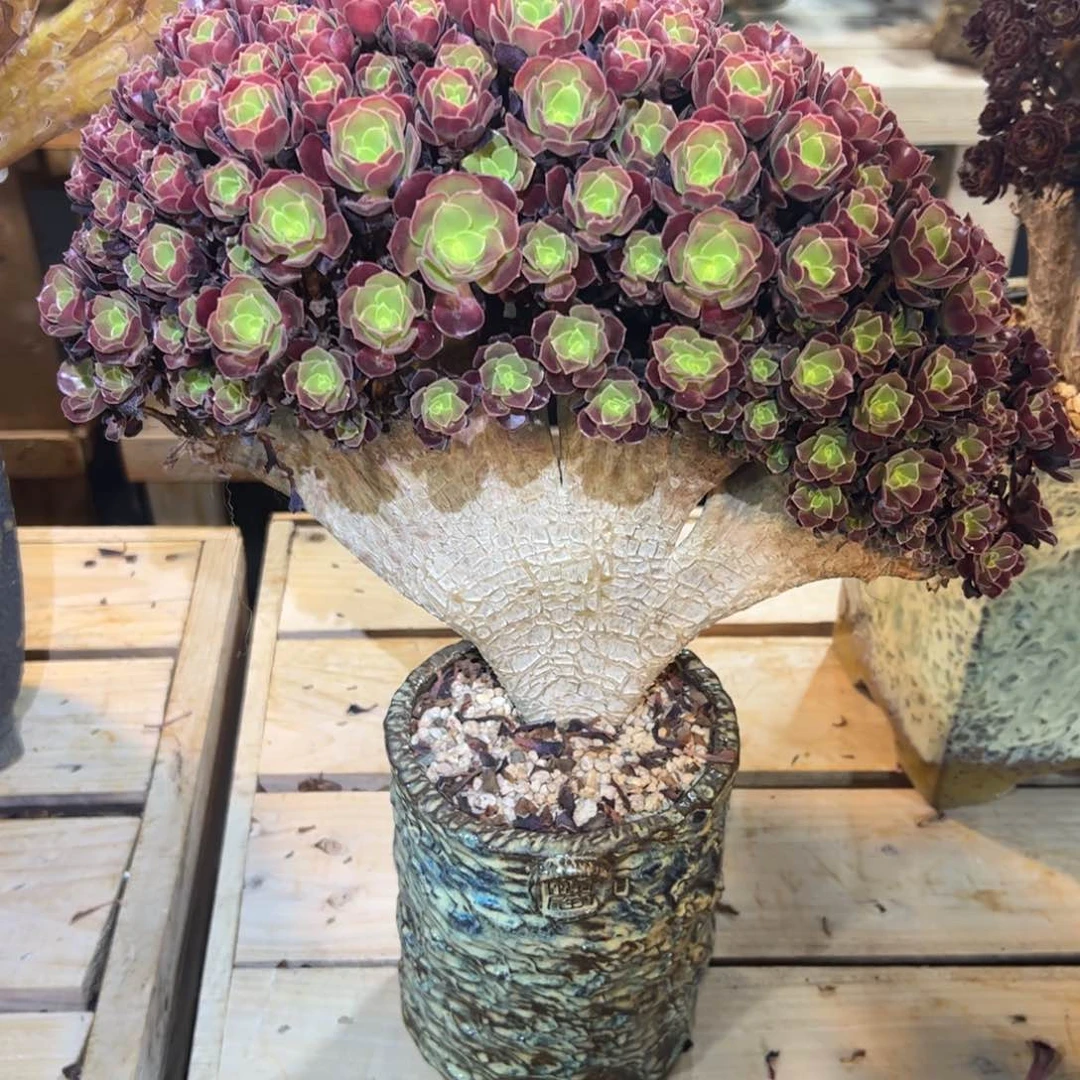 欧子朵朵缀化整版老桩