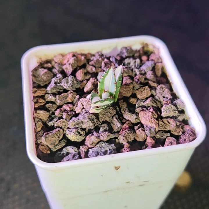 龙舌兰仁王冠宝珠