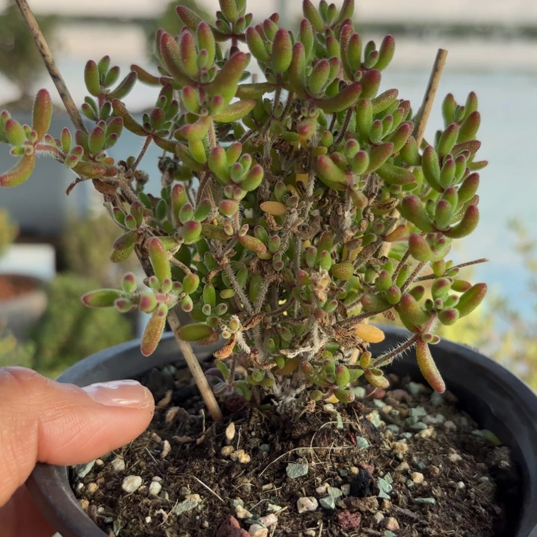 378红宝石枝干番杏福利