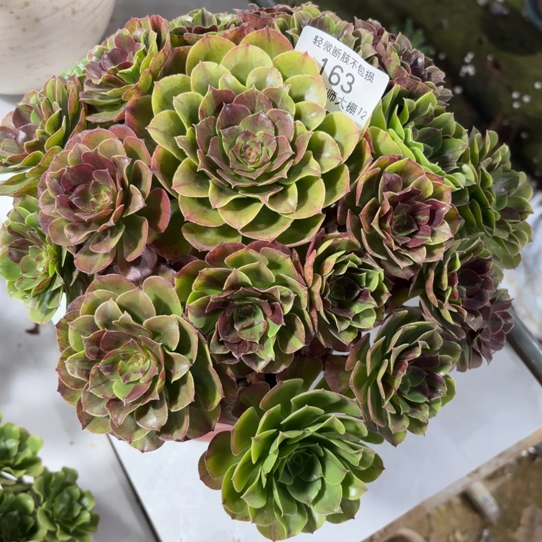 163花月夜多肉植物法师