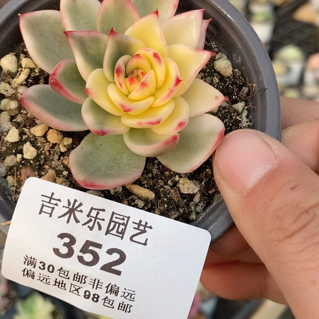 352蔚蓝乌木锦多肉植物
