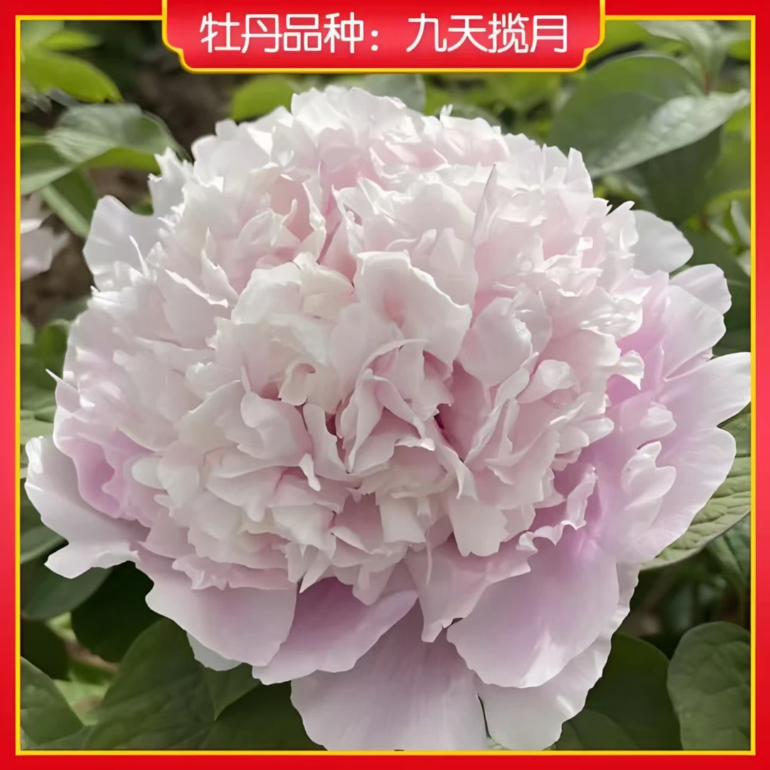 九天揽月蓝色系老品牡丹4月开花栽好包邮