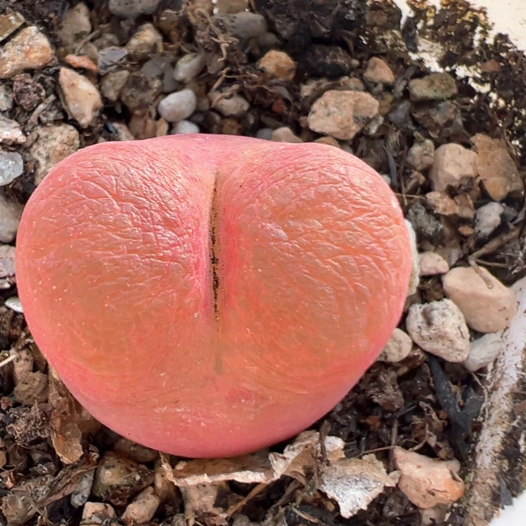 109多肉植物百科知识