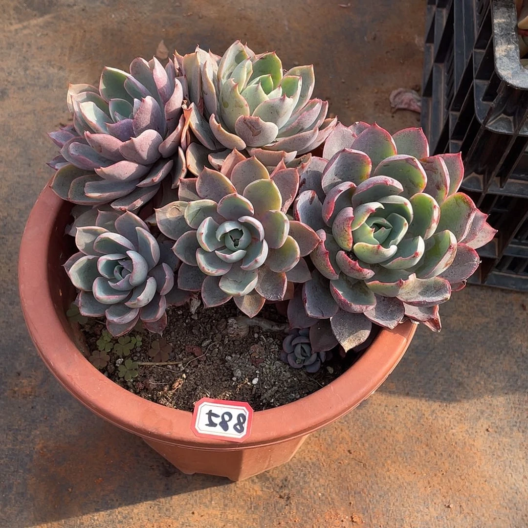 588赫拉一物一拍多肉