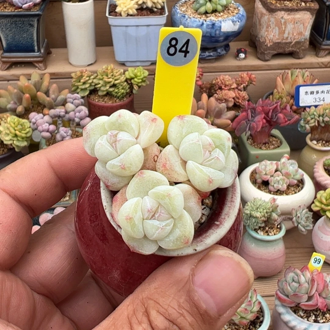 84号冰玉老桩无砍3头