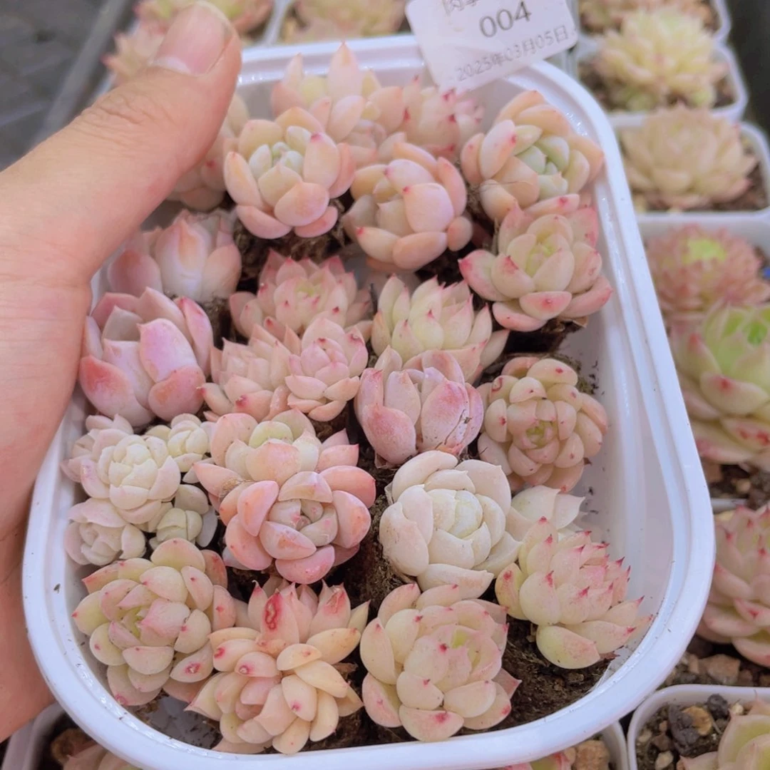 开心快乐幸福004