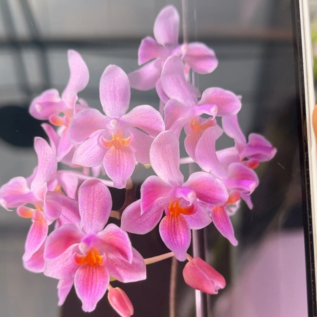 无花朵2.5寸eq交苏拉威西苗