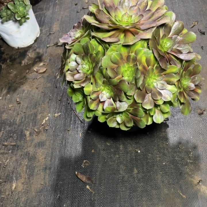 46抹茶多肉的多肉植物