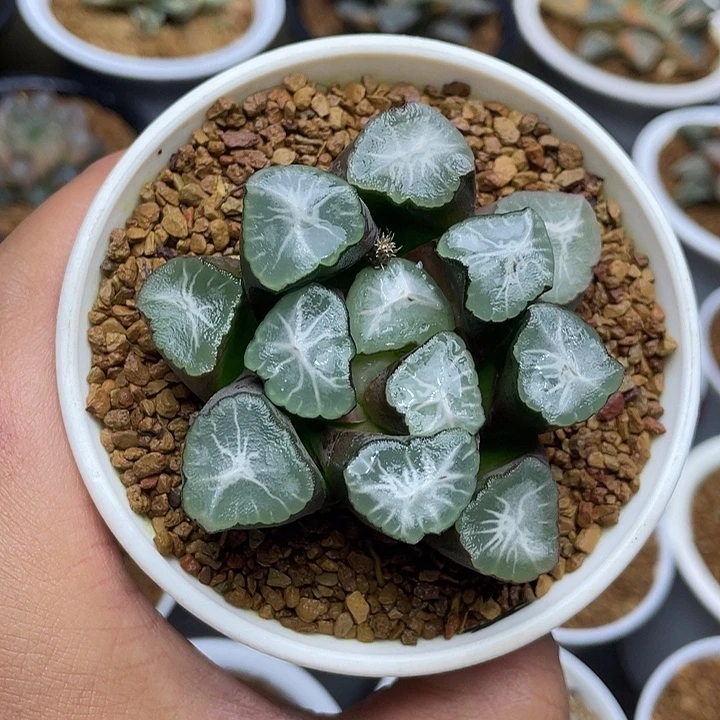 山之翠万象亚成株十二卷