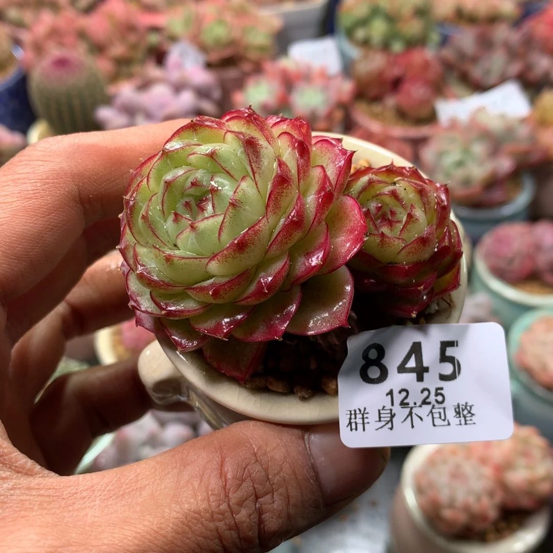 精控拇指盆12.25845