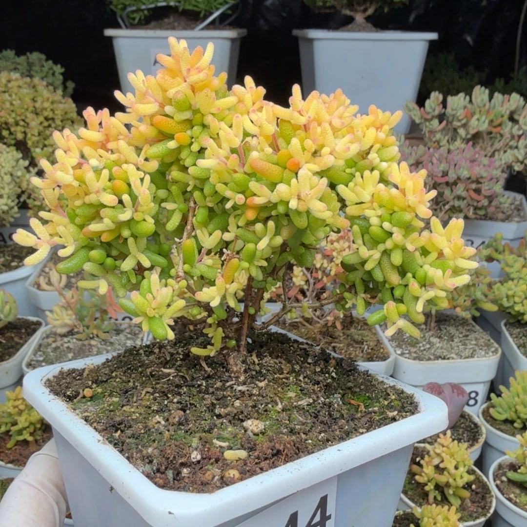 A544糖球3号锦枝干