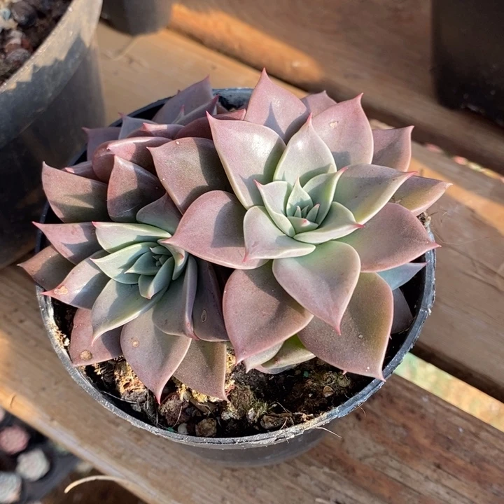 D132- 直播福利 米奇