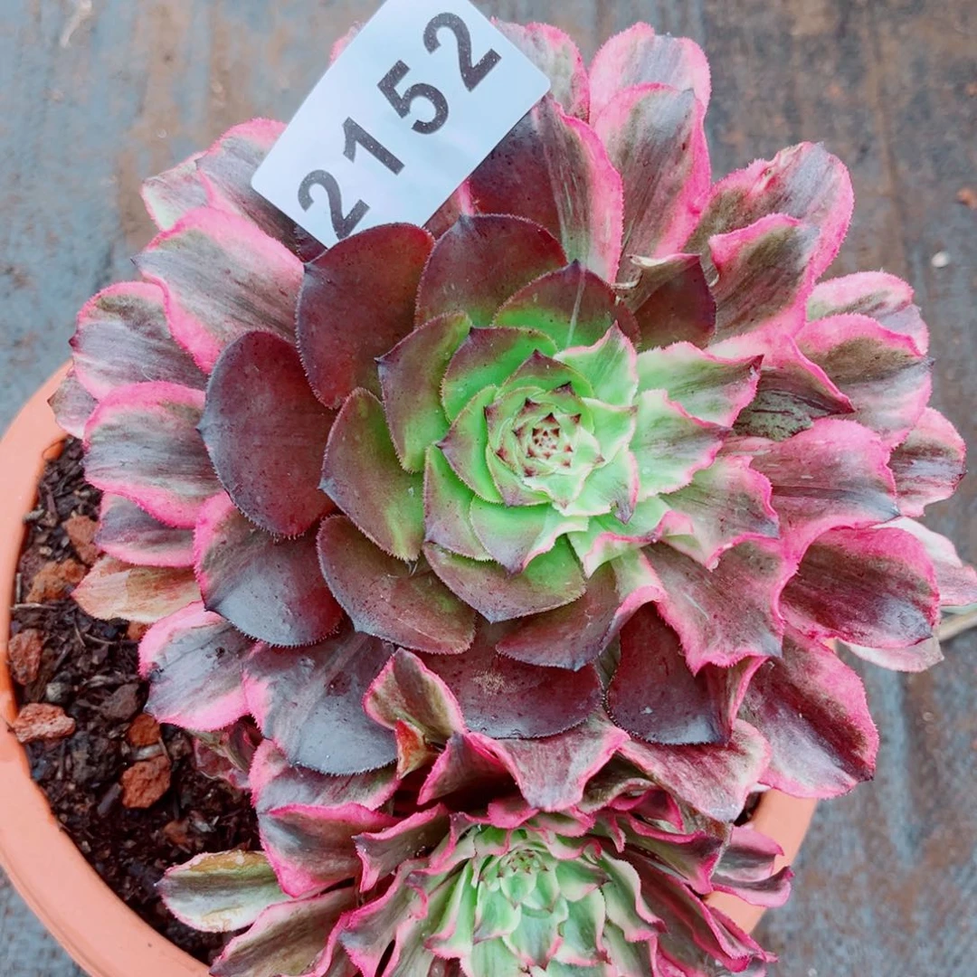 花脸多肉发货不售后