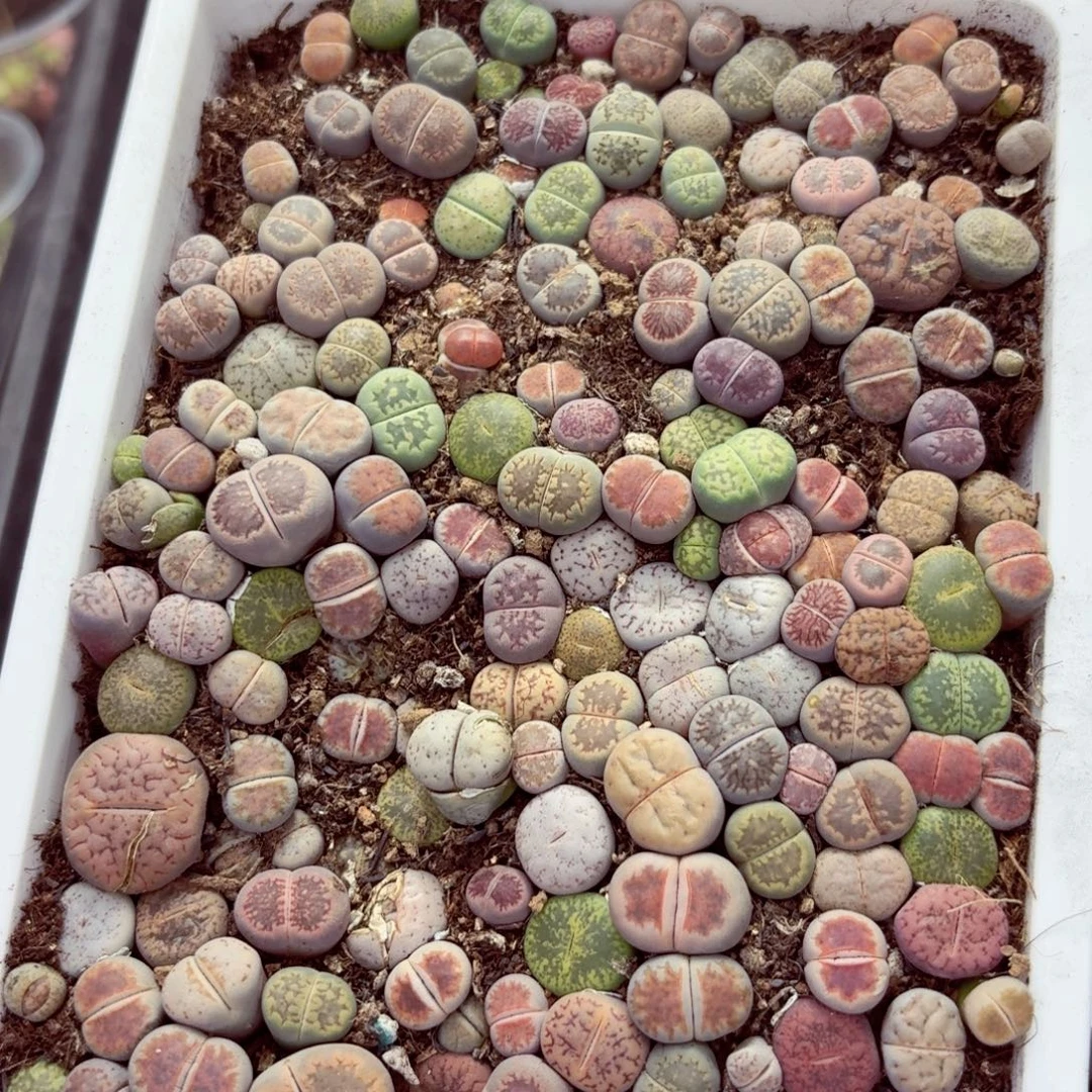 5918—生石花 生石花