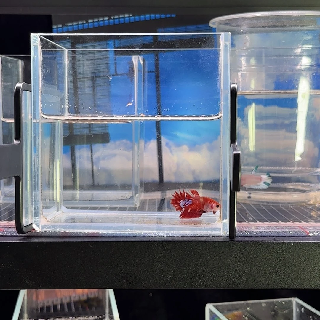 斗鱼可爱vipkoi将军 草莓