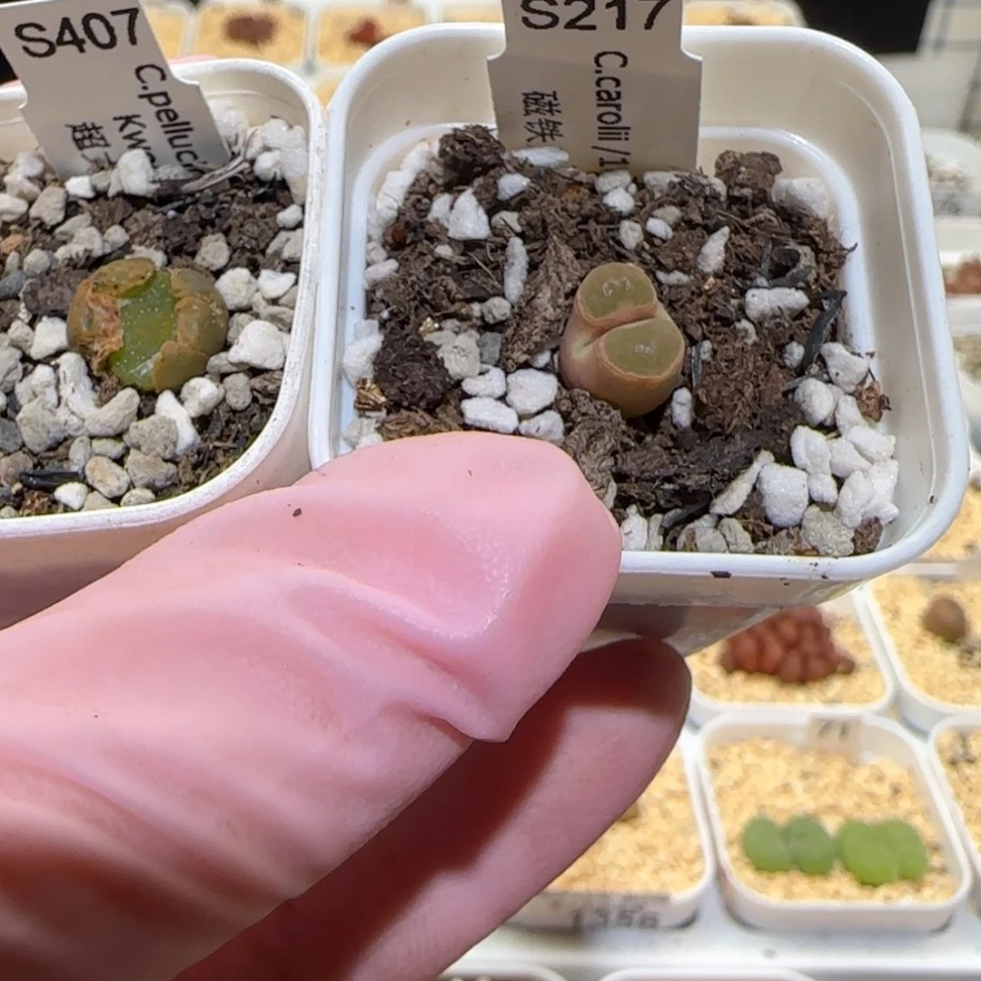 嘟*熊肉锥多肉植物百科-1397