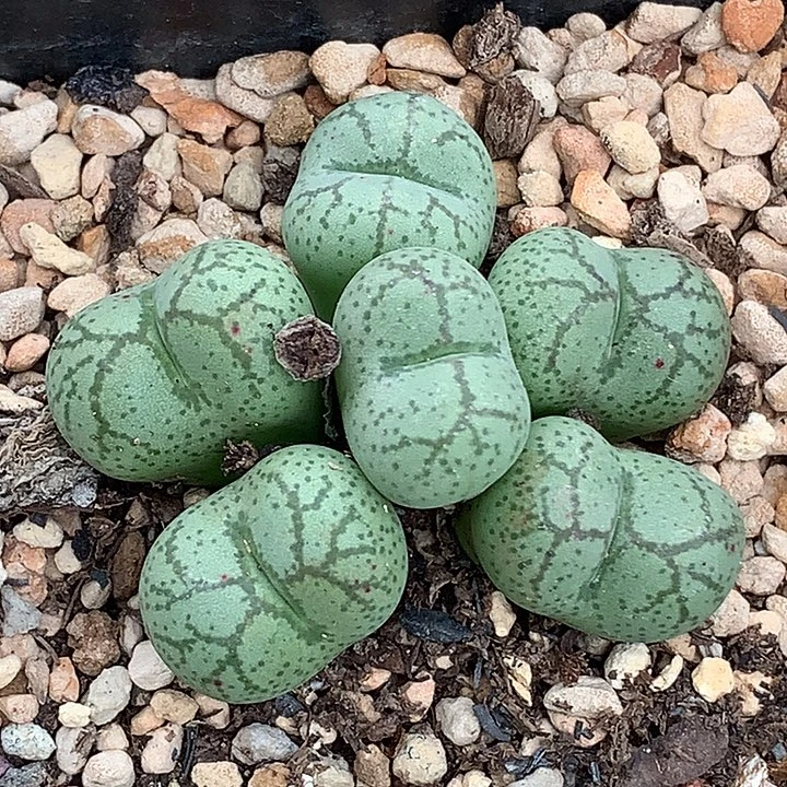 精品多肉植物大型园艺猴脸