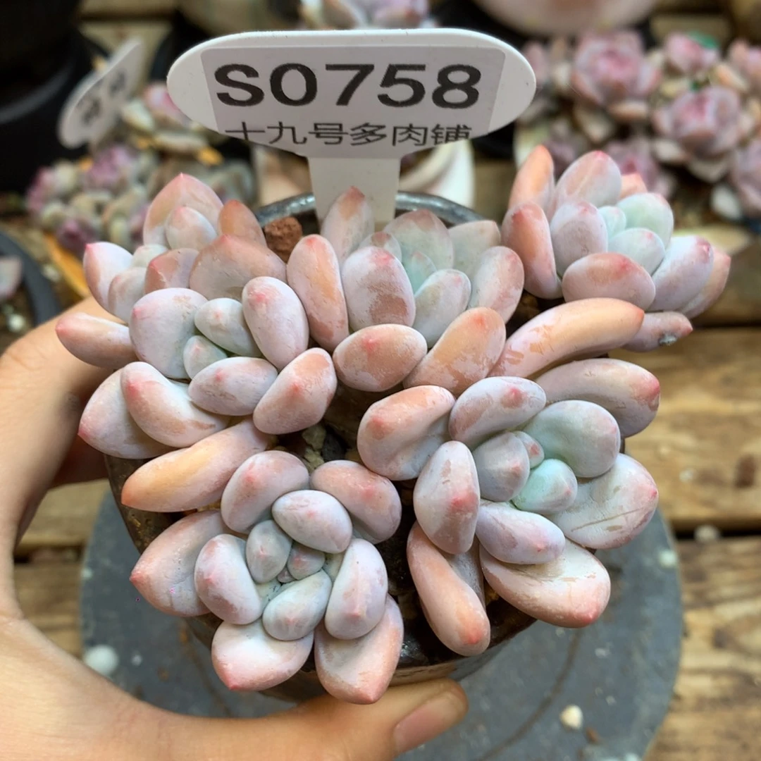 S0758 香水 9cm 精控自然群