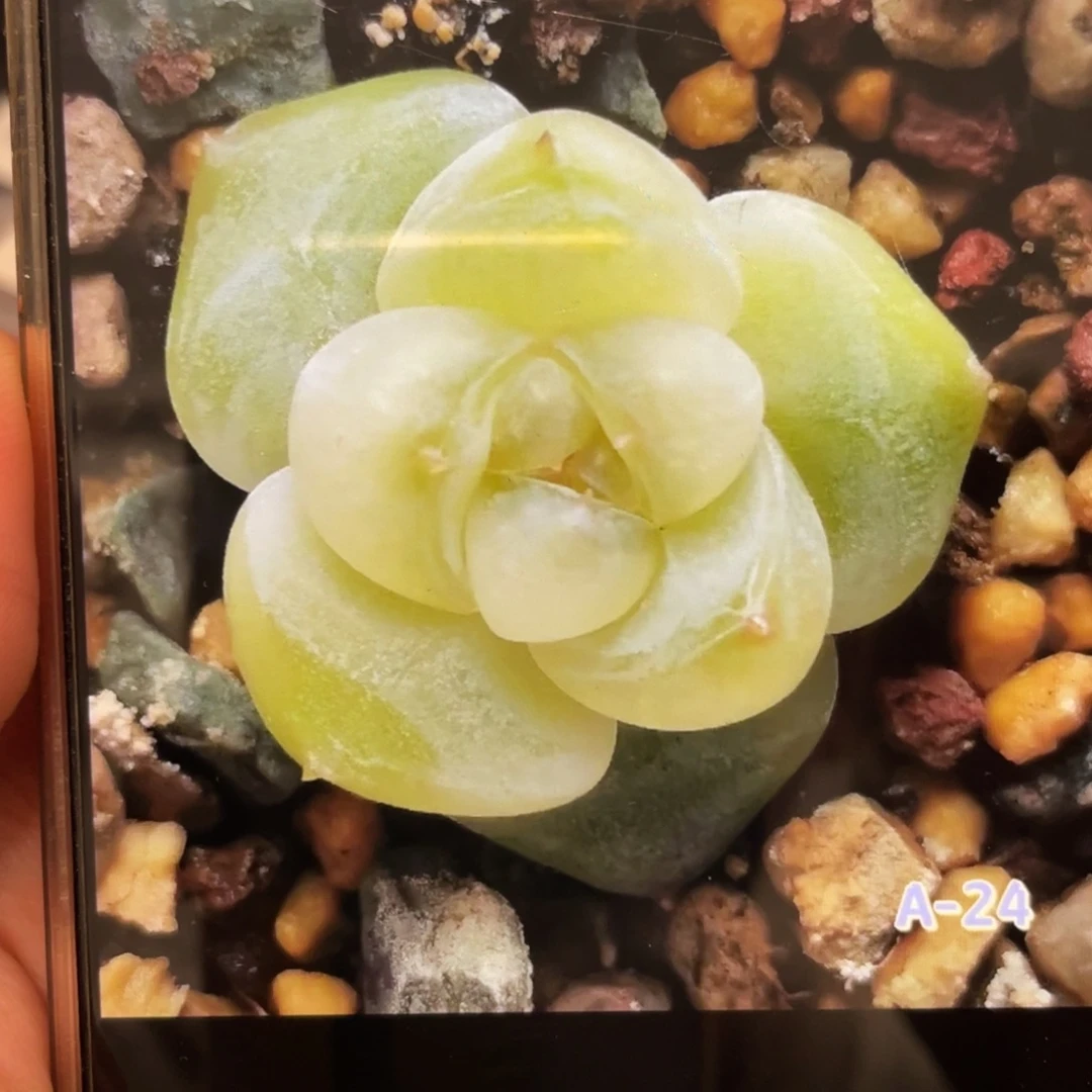 凝雪20粒，新手推荐，最后一份