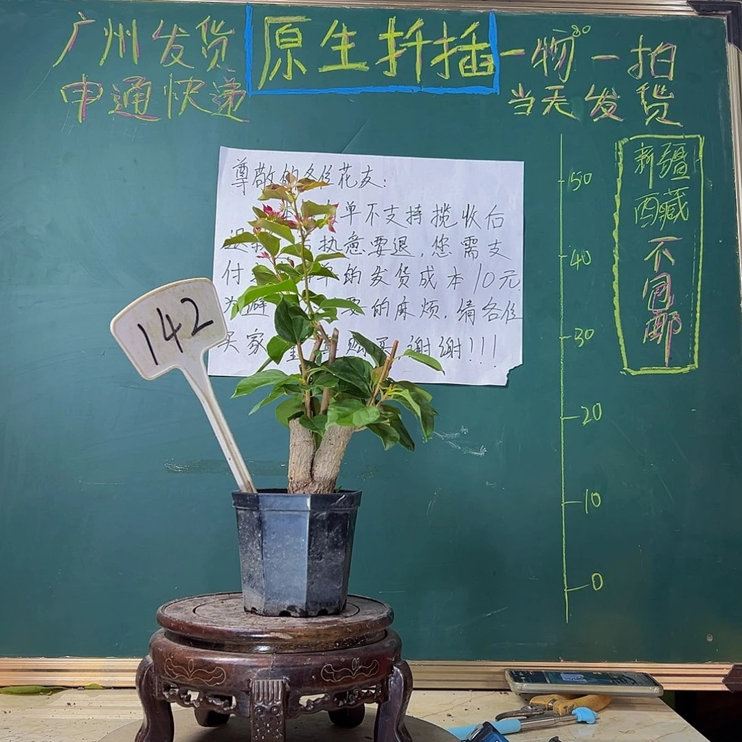 当前无花栽培后可以开花重瓣枣红 大宝 142