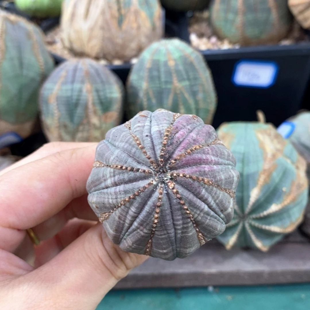 欧系实生布纹球一物一拍