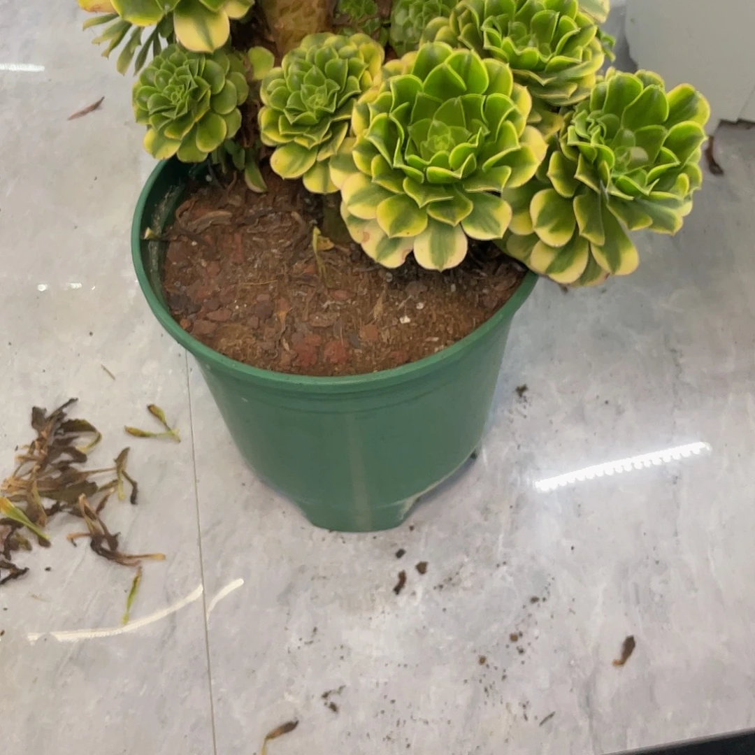 说***3金丝缀化一物一拍