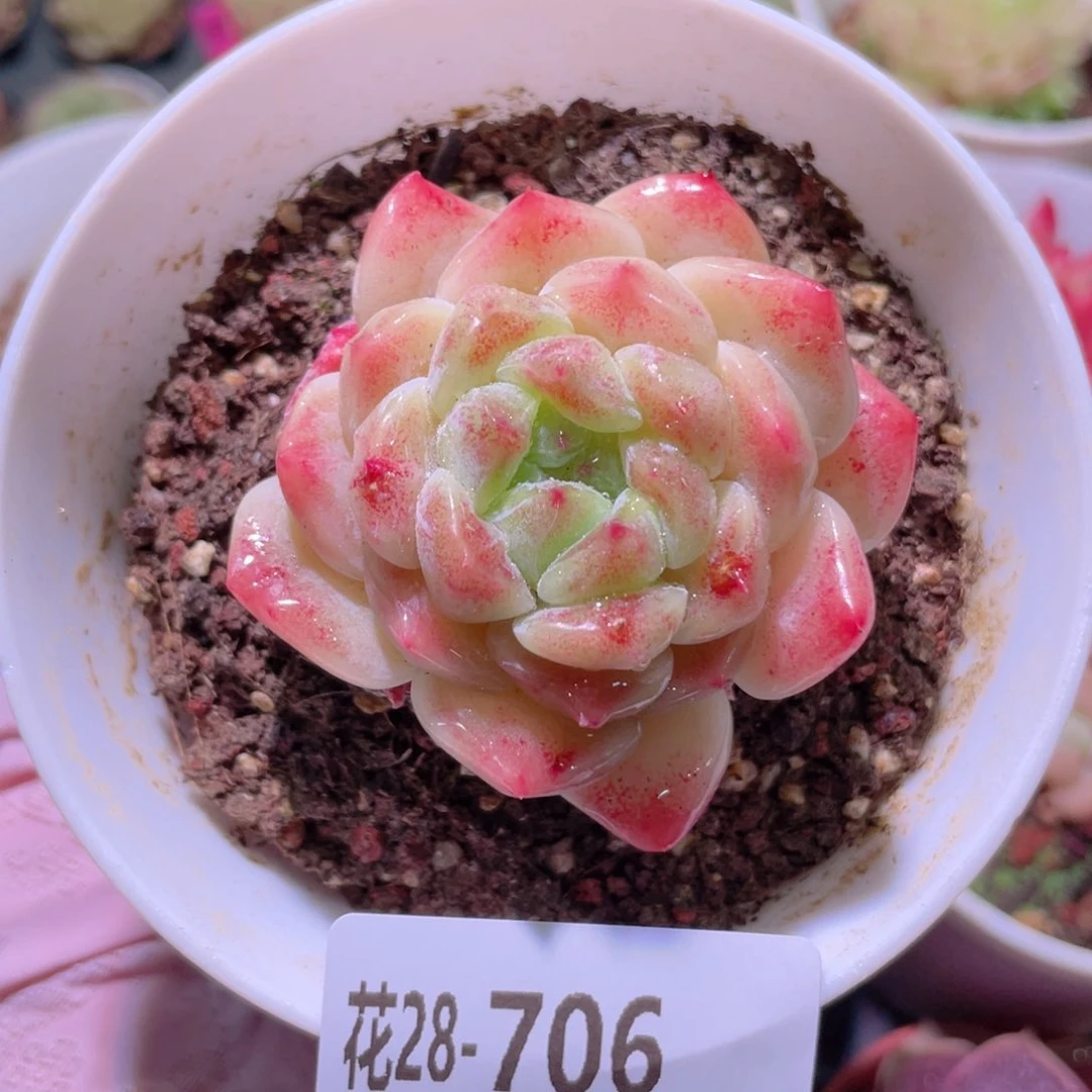 花利美28-706秘境冰魄