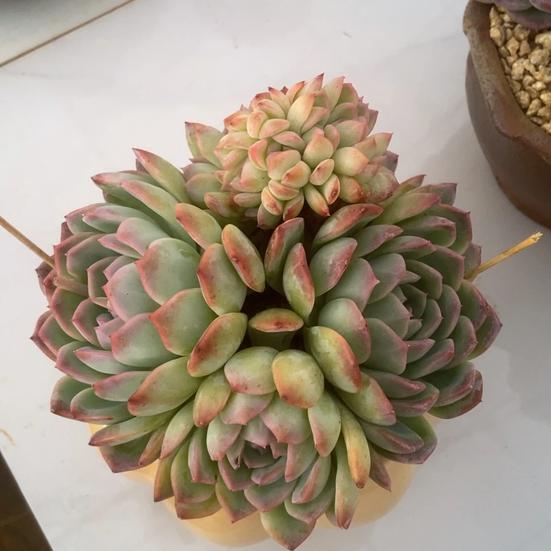 莎莎女王缀有砍多肉多肉多肉多肉