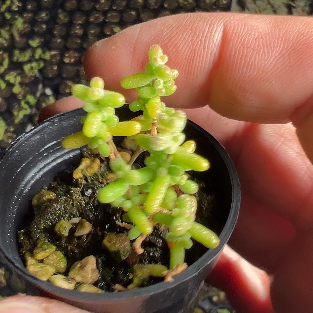 可爱多米粒50杯老桩福利