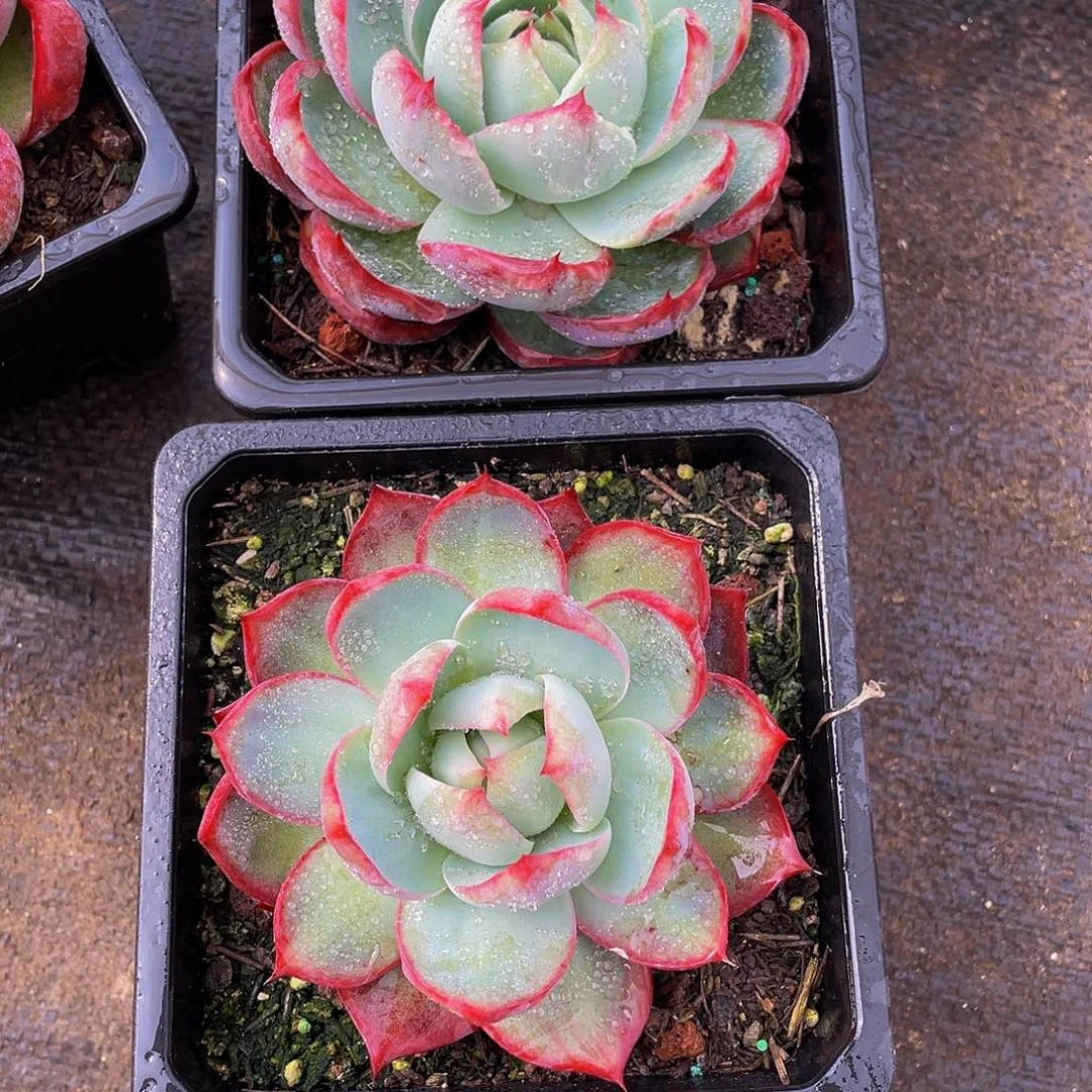 雨*惊鸿仙子多肉植物2颗