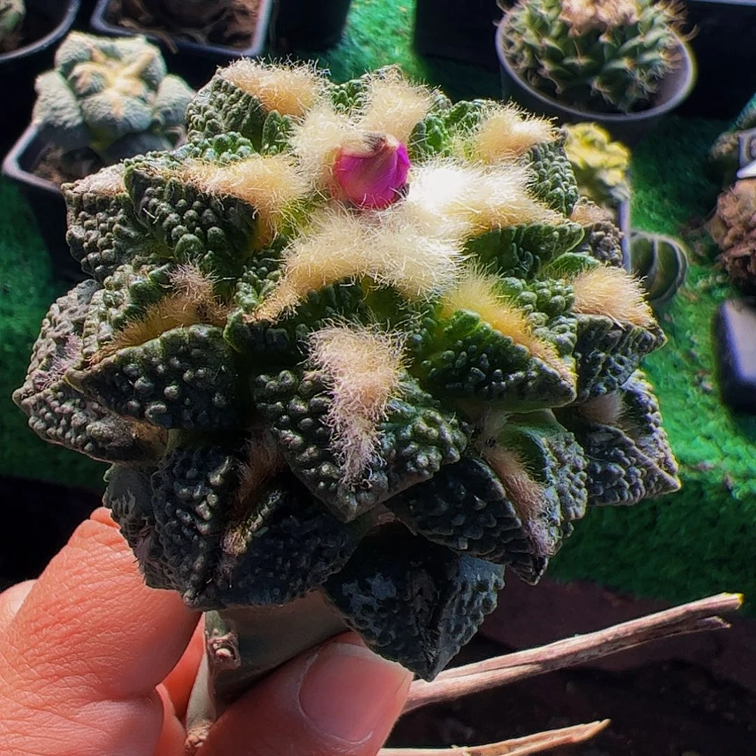 无花朵福利颗粒龟甲牡丹250