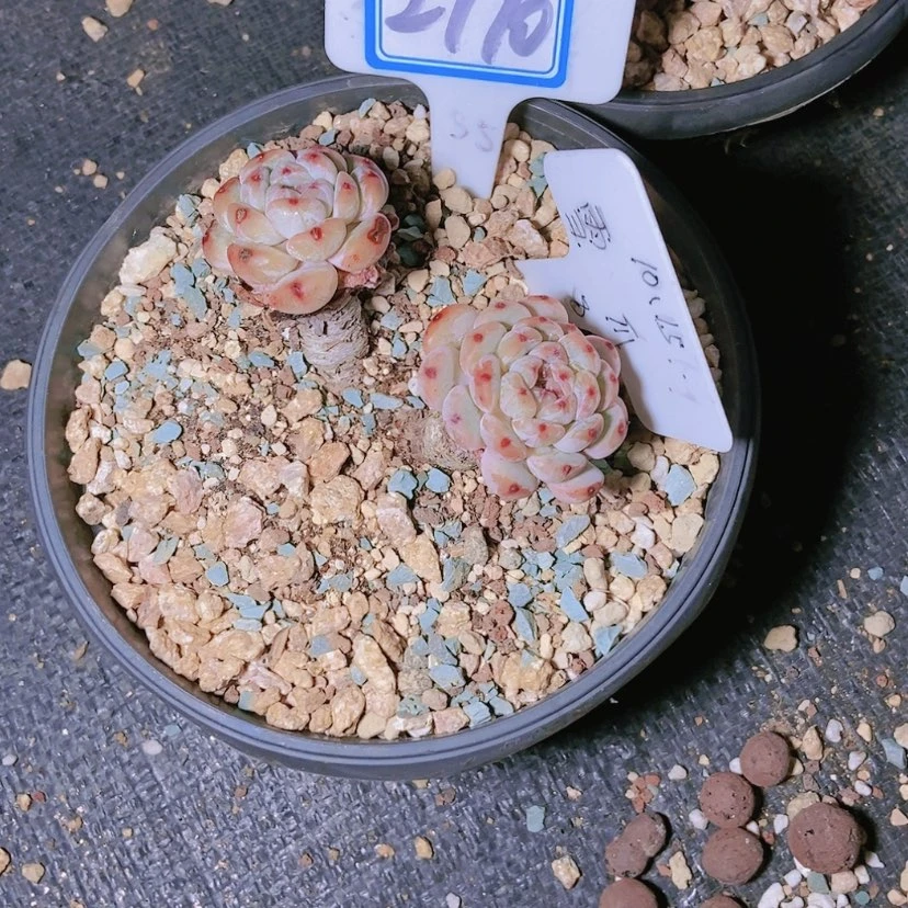 【闪购商品】桃*2770