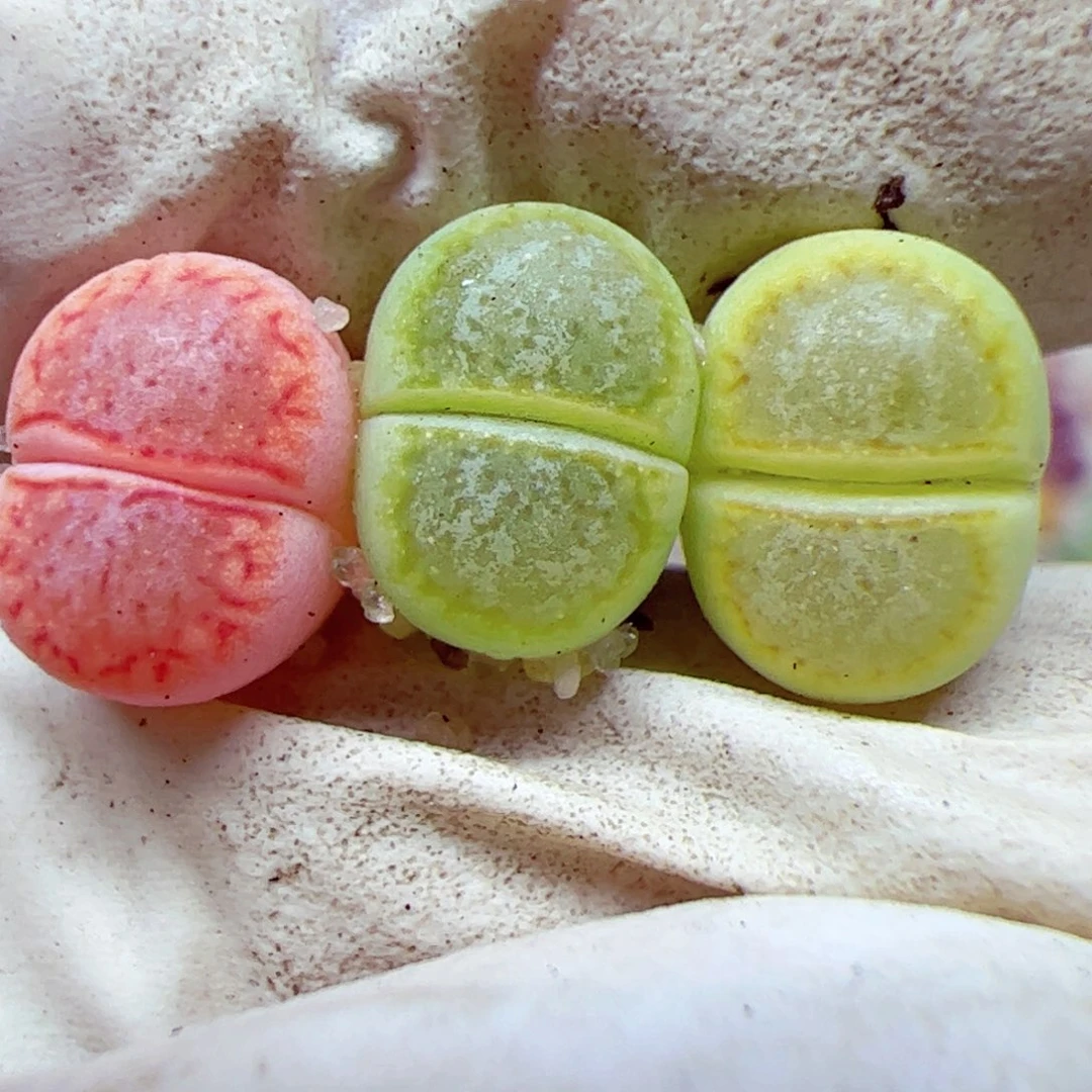 a**砹114 优秀的肉肉59