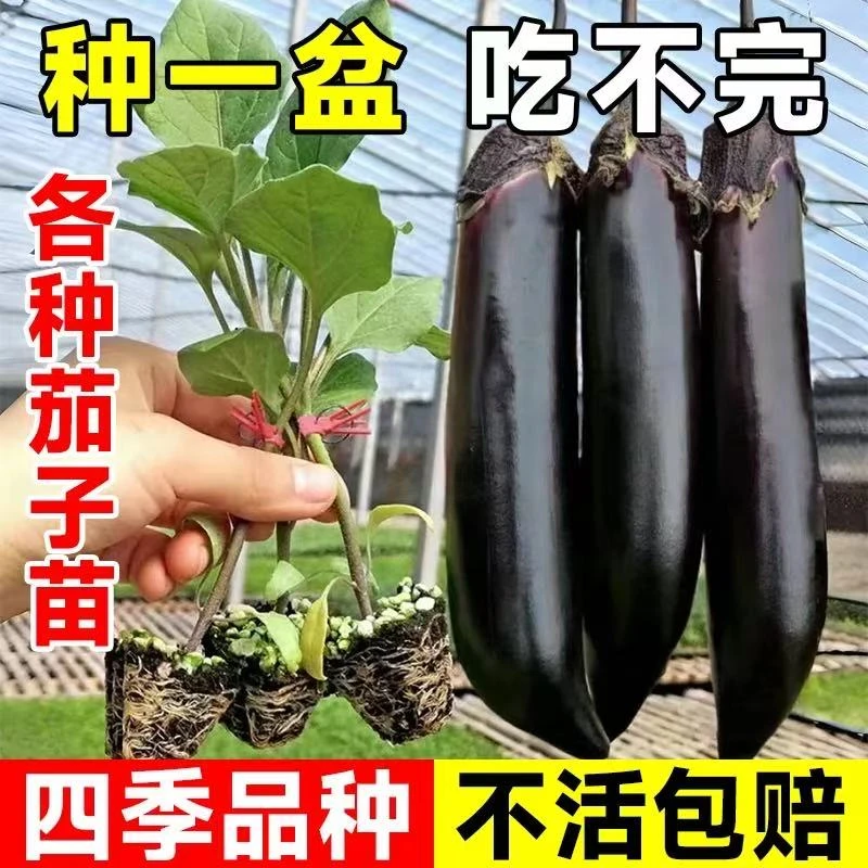 金蔬油绿高产自生墨茄秧苗农家自种花园阳台茄子苗【福利】