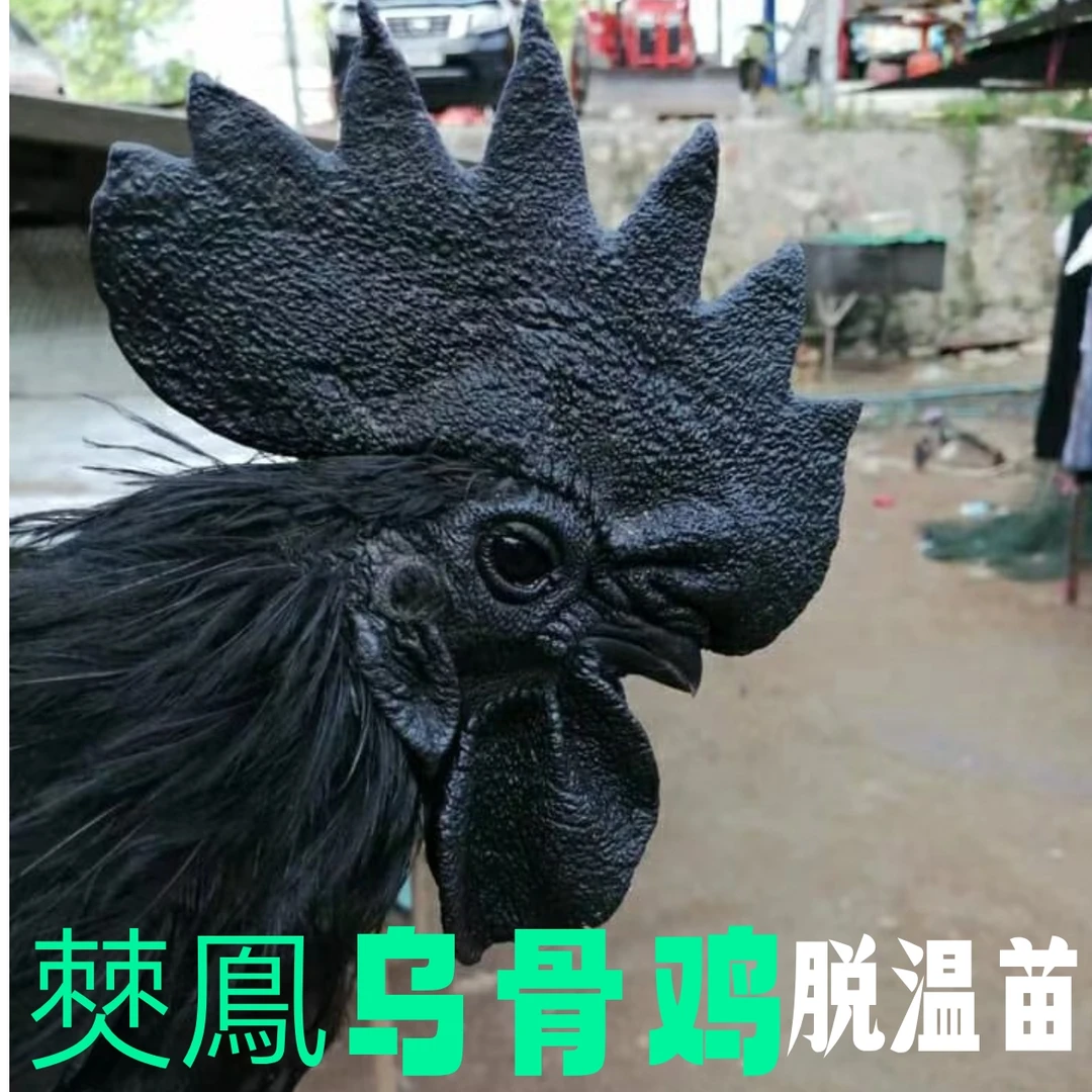 僰鳯乌骨鸡40天12只5-6两脱温公母混苗宠物鸡