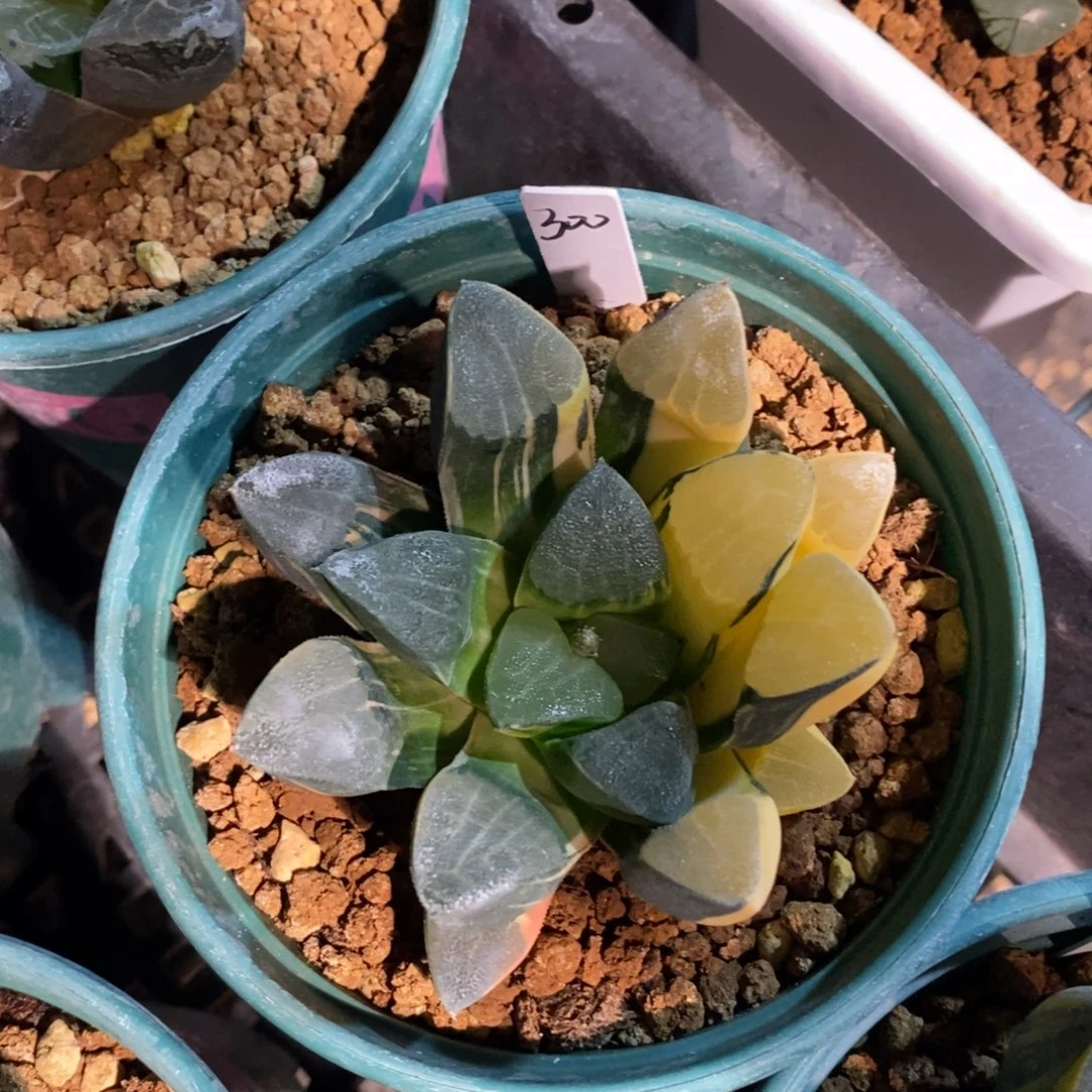 一颗实生克锦 新年福利