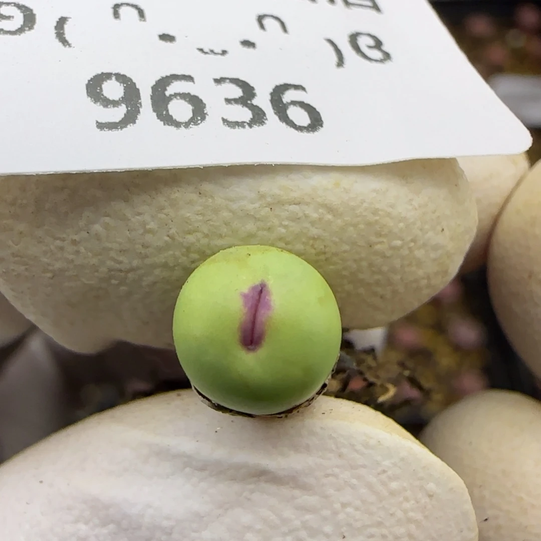 9636。1380b。默认脱土。18包邮。偏远88包邮