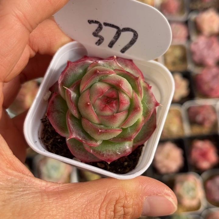 新品虾饺珍妮单头377