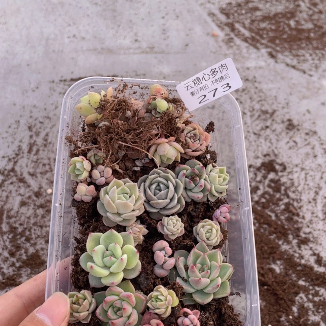 云糖心多肉植物273