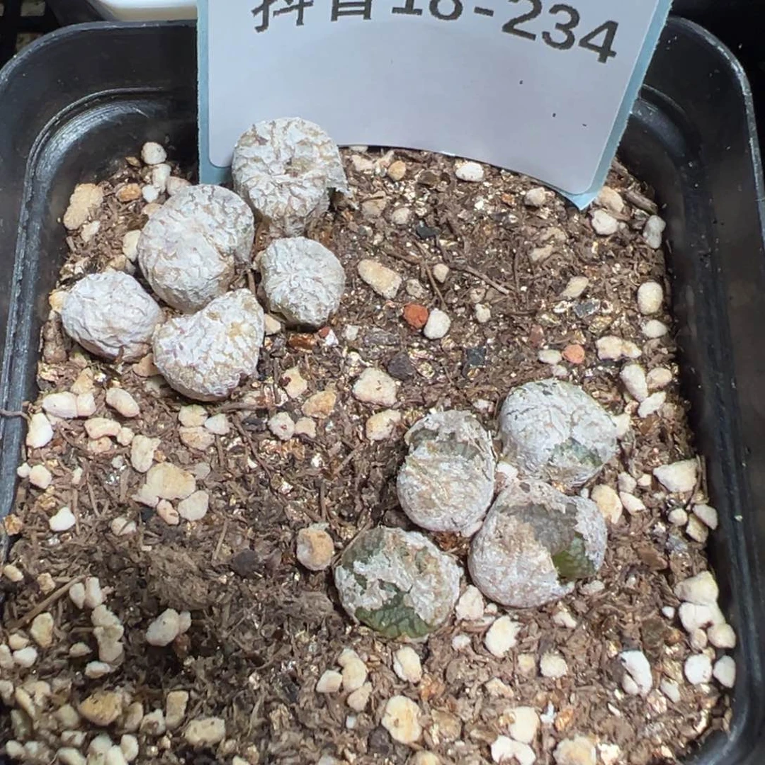 18-234肉锥多肉植物，