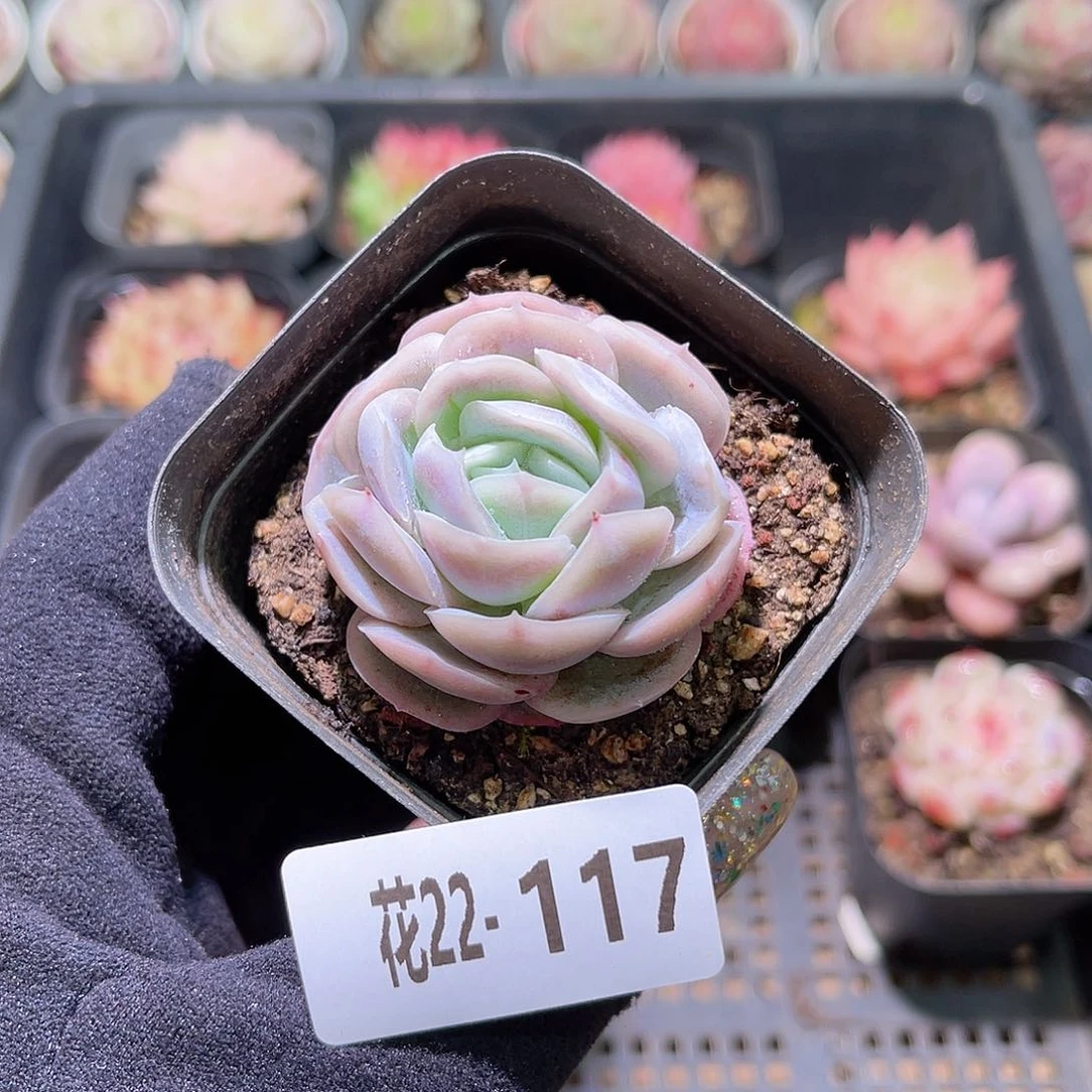 花利美22-117西娜单头