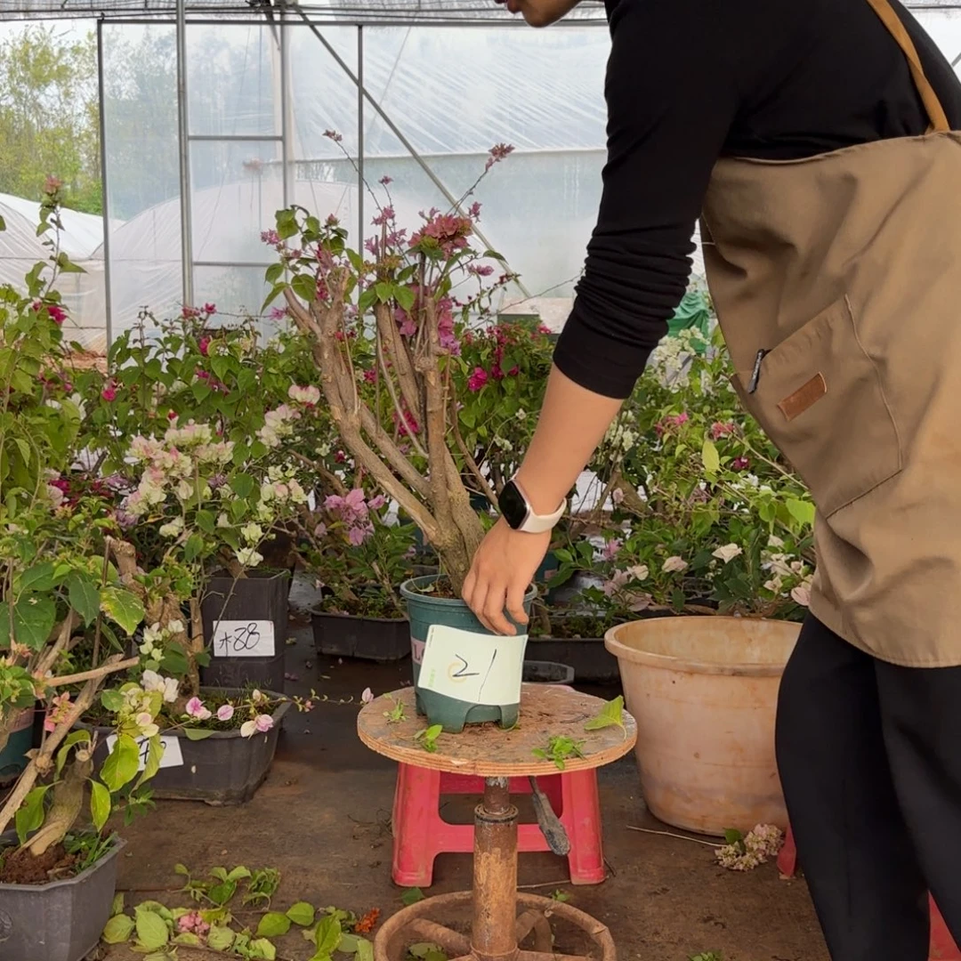 大部分花苞少量开放重瓣粉21